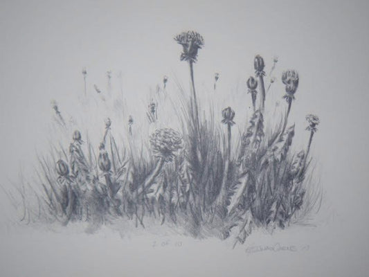 “Childhood 1” Black/White Dandelions Lithograph 2010
